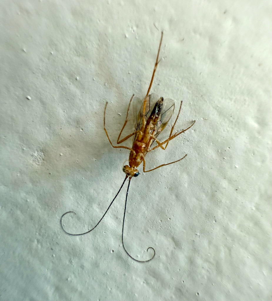 Macrocentrus ancylivorus