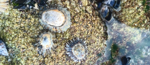 Patella depressa