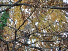 Streptopelia orientalis