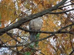 Streptopelia orientalis