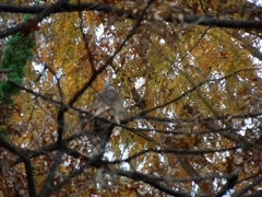 Streptopelia orientalis