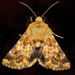 Northern Flower Moth - Photo (c) Fyn Kynd, some rights reserved (CC BY-SA), uploaded by Fyn Kynd