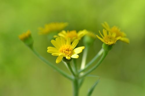 Field Fleawort