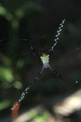 Argiope appensa