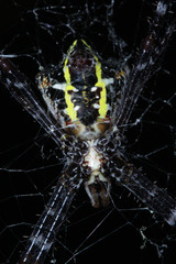 Argiope appensa