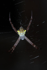 Argiope appensa