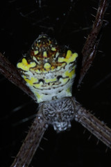 Argiope appensa