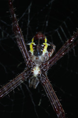 Argiope appensa