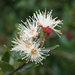 Syzygium buxifolium - Photo (c) 眼子菜, algunos derechos reservados (CC BY-NC)