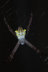 Argiope appensa
