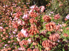 Erica andevalensis