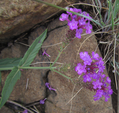 Verbena