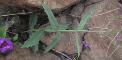 Verbena