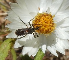 Trachylestes turneri