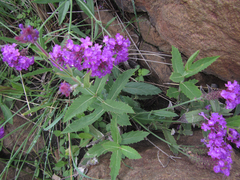 Verbena