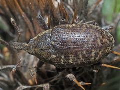 Larinus sturnus