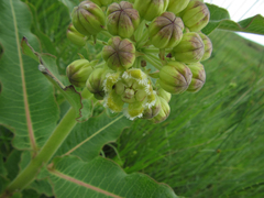 Xysmalobium undulatum