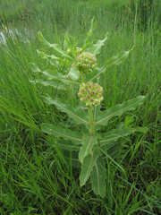 Xysmalobium undulatum