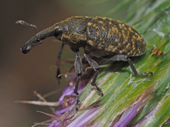 Larinus sturnus