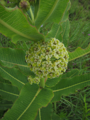 Xysmalobium undulatum