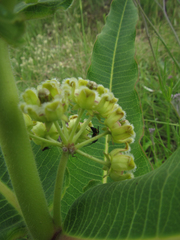 Xysmalobium undulatum