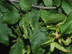 Aculops macrotrichus