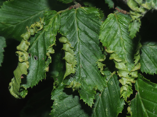 Aculops macrotrichus