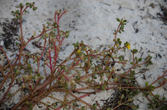 Portulaca nitida image