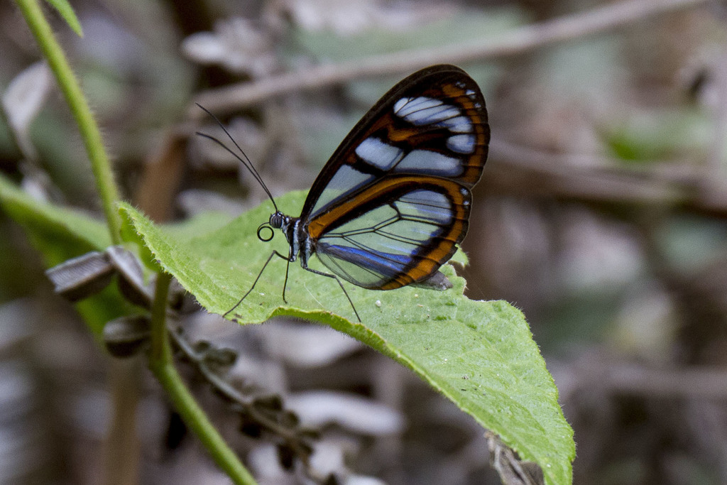 Oleria astrea
