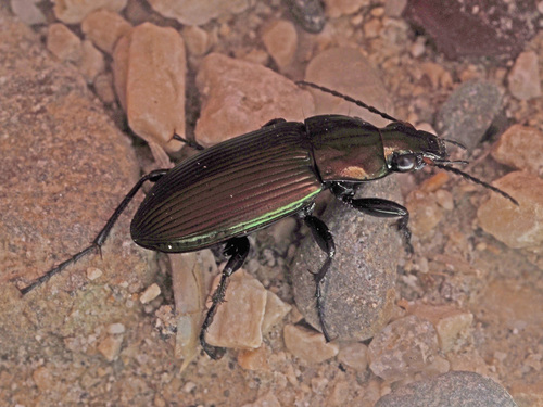 Copper Greenclock Beetle
