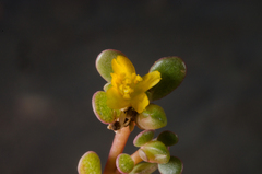 Portulaca nitida image