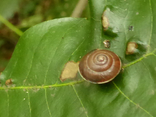 Hygromia cinctella