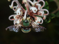 Xylocopa bombylans
