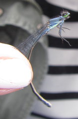 Pseudagrion salisburyense