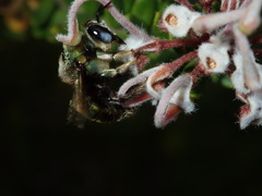 Xylocopa bombylans
