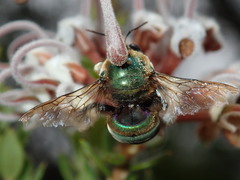 Xylocopa bombylans