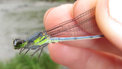 Pseudagrion spernatum