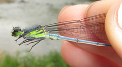 Pseudagrion spernatum