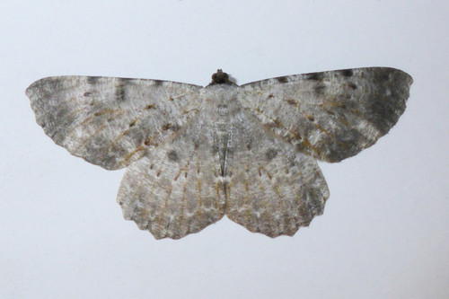 Gnophos albidior