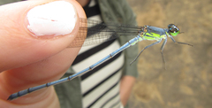 Pseudagrion spernatum