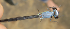 Pseudagrion spernatum