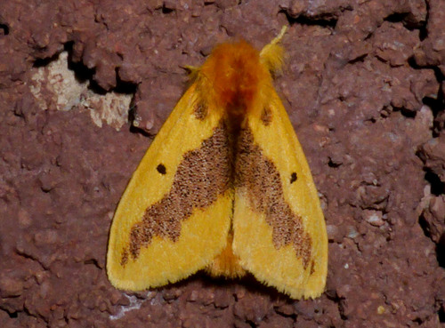 Euproctis staudingeri
