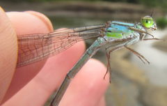 Pseudagrion spernatum