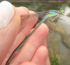 Pseudagrion spernatum