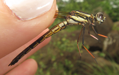 Platycypha fitzsimonsi