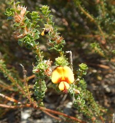 Pultenaea densifolia