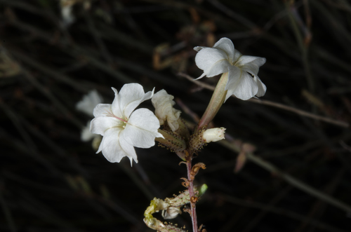 Plumbago aphylla