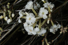 Plumbago aphylla image