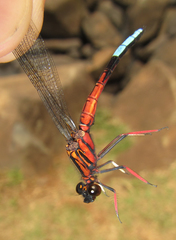 Platycypha fitzsimonsi