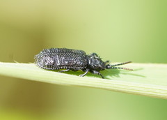 Hispellinus
